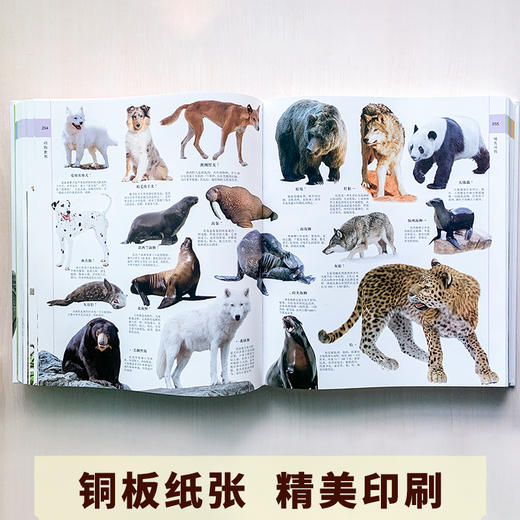 《博物大百科全书》正版少儿科学书籍探索自然万物的奥秘6-10-16岁 商品图6