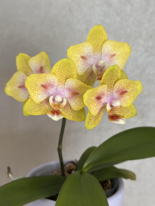 【福利-蝴蝶兰盆栽】双花剑随机2色2盆/份（顺丰育苗盆发货） 商品图1