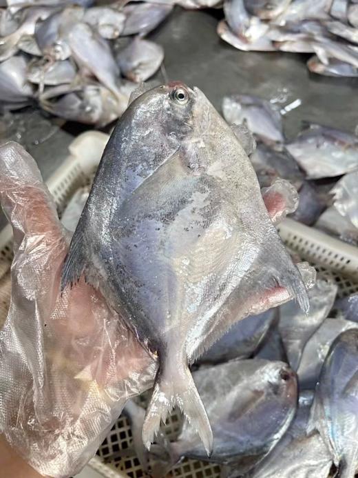 &“辅食王”白鲳鱼🐟简单清蒸，肉甜细嫩，老人小孩放心吃，【活冻】 商品图2