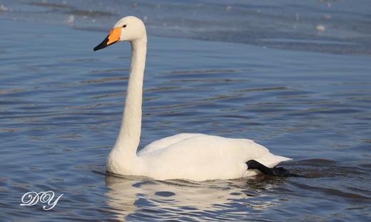 【密云观鸟亲子行】家门口的观鸟胜地，周末解锁冬日飞羽奇遇记 商品图1