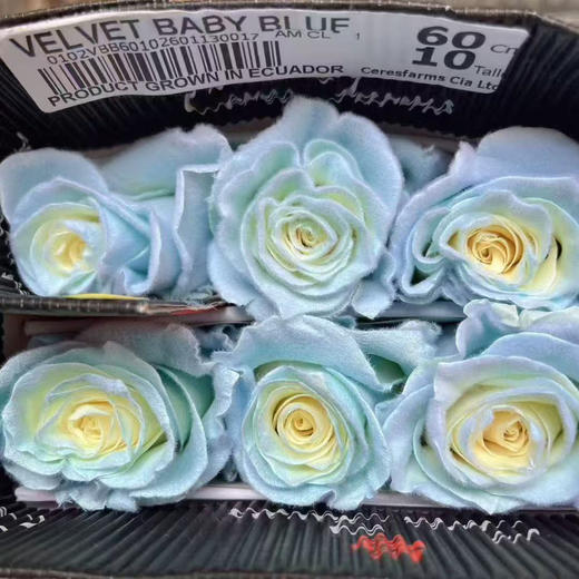 厄瓜多尔玫瑰Baby blue velvet 宝贝蓝天鹅绒 商品图0