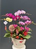 年宵花蝴蝶兰.混搭10株 商品缩略图1