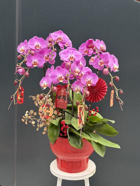 年宵花蝴蝶兰.粉图8株
