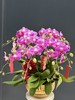 年宵花蝴蝶兰.情人10株 商品缩略图0