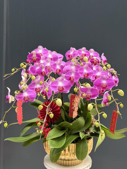 年宵花蝴蝶兰.情人10株 商品图0