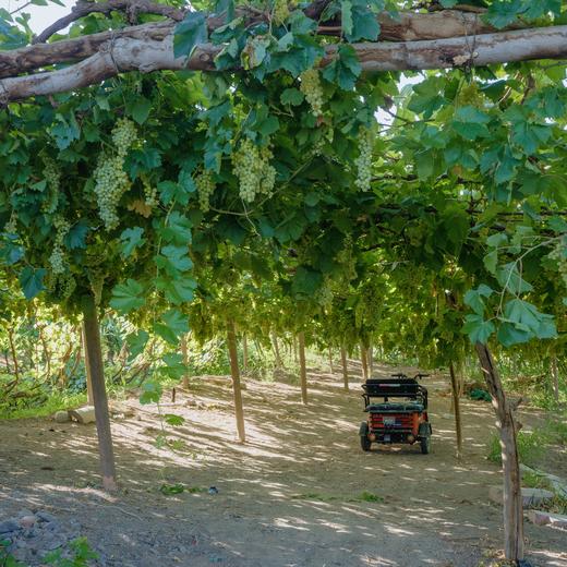 【暑假】从东疆绿洲飞去北疆游牧，跟着书本去游遍新疆 9天8晚 商品图8