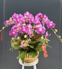 年宵花蝴蝶兰.情人10株 商品缩略图0