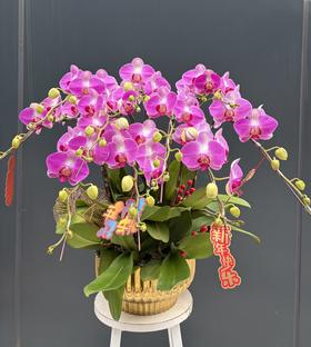 年宵花蝴蝶兰.情人10株
