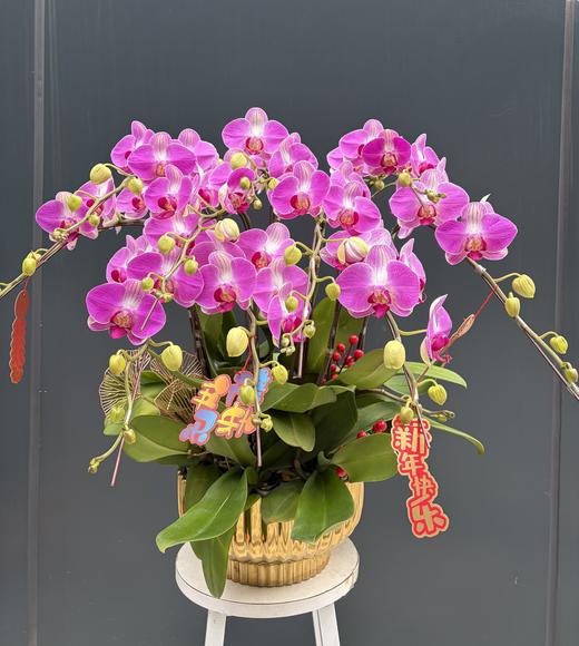 年宵花蝴蝶兰.情人10株 商品图0