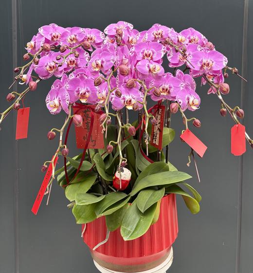 年宵花蝴蝶兰（藏宝图12株）） 商品图1