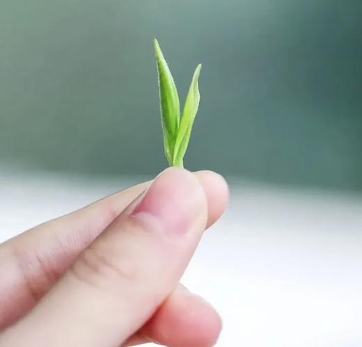 福健红・定山河金骏眉礼盒 | 金骏眉茶香溢满园，钢琴烤漆礼盒款更显贵 商品图4