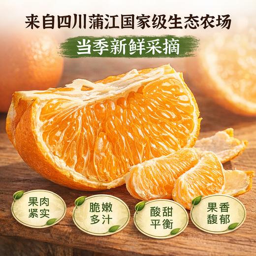 【立减30+送半斤】归心有机春见耙耙柑 | 8斤/箱 (12-25枚) 矿能农法 当季新鲜采摘 泰禾花田有机农场 顺丰陆运 四川蒲江产地直发 商品图1