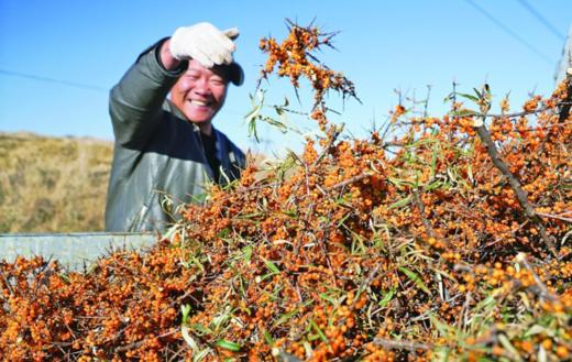 【非遗新味｜沙棘多维火锅汤料】藏着高原3000米的阳光鲜醇，会“美颜”的沙棘火锅！ 商品图9