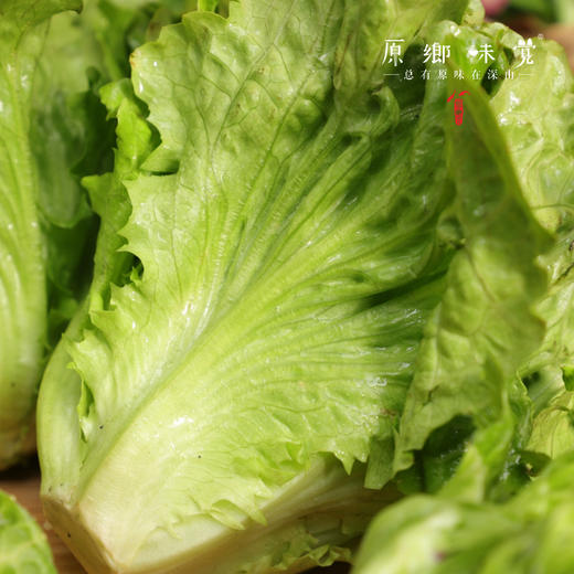 生态生菜（送2两小葱）【农场直发-顺丰包邮】| 2.5斤装，来自成都郫都区 商品图3