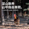 【发出后不支持拦截退货】杨博士 大公鸡 1300g-1500g（赠鲜鸡血300g*1） 商品缩略图4