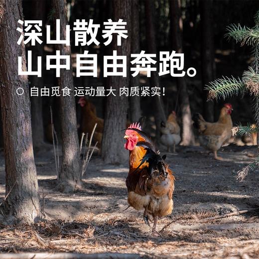 【发出后不支持拦截退货】杨博士 大公鸡 1300g-1500g（赠鲜鸡血300g*1） 商品图4