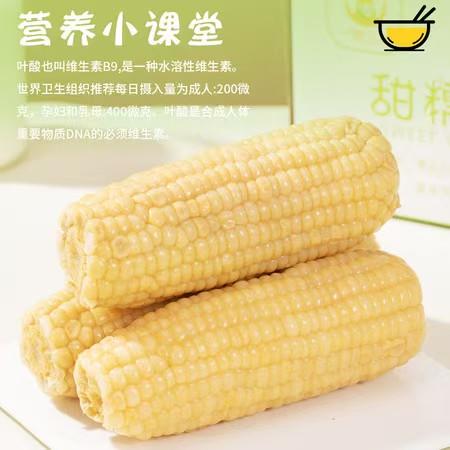 【甜糥玉米】1公斤 口感细腻 甜度适中 是理想的健康零食选择 商品图1