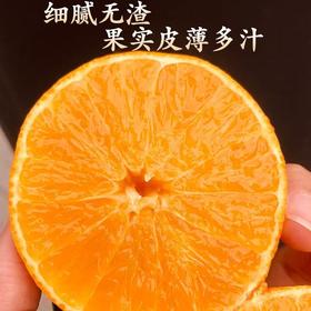 【丹寨红美人柑橘】 当季现摘 鲜甜爆汁 5斤装