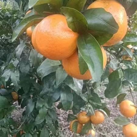 【罗甸沃柑】5公斤 农家自产  口感酸甜  多汁化渣 商品图1