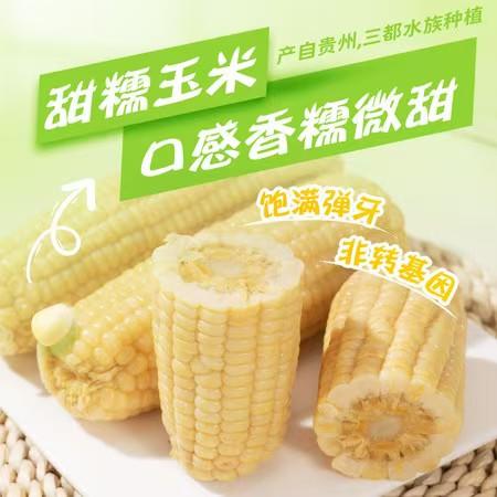 【甜糥玉米】1公斤 口感细腻 甜度适中 是理想的健康零食选择 商品图0