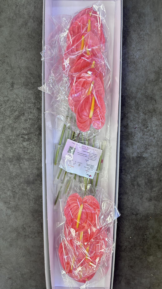 【彩掌】法拉欧 粉色  （季节原因，颜色会偏粉） 商品图4