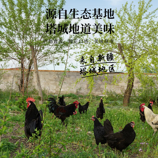 额雁·新疆塔城速冻鸡1~1.5kg /只  肉质鲜美筋道 商品图3