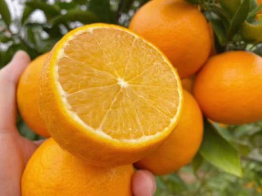 广西武鸣皇帝 柑｜口感巅峰2月9日停售｜产地现摘现发 商品图2