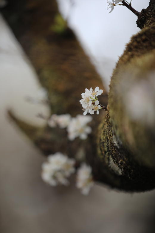 2月10日【从化】吕田李花·摄莲麻小镇风情1天<臻享> 商品图5