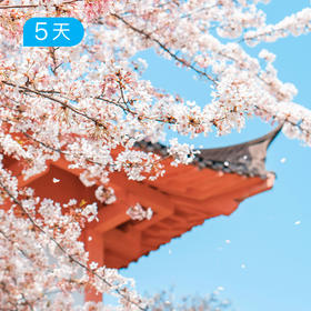 日本熊野古道丨全踏破版50KM  中边路 樱花季 5日