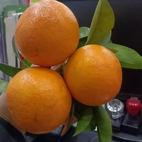 【罗甸沃柑】5公斤 农家自产  口感酸甜  多汁化渣