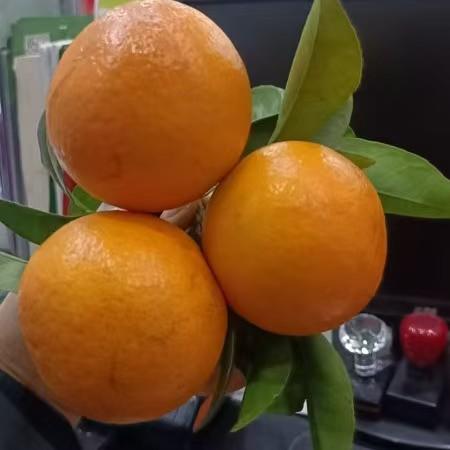 【罗甸沃柑】5公斤 农家自产  口感酸甜  多汁化渣 商品图0