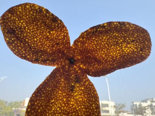 2025 东甲老树圈枝  冬后大红皮 果小皮薄特甜 500克起 商品图2