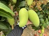【海南金煌芒】26年新年芒果 海南发货 皮薄肉厚 水嫩多汁 核薄纤维少 味道香甜 商品缩略图4