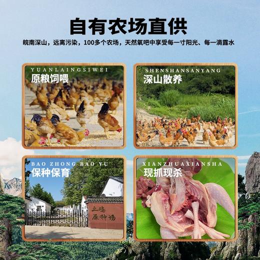 【发出后不支持拦截退货】杨博士 童子鸡 650g*3（赠鲜鸡血300g*2+口水鸡调料*1） 商品图3