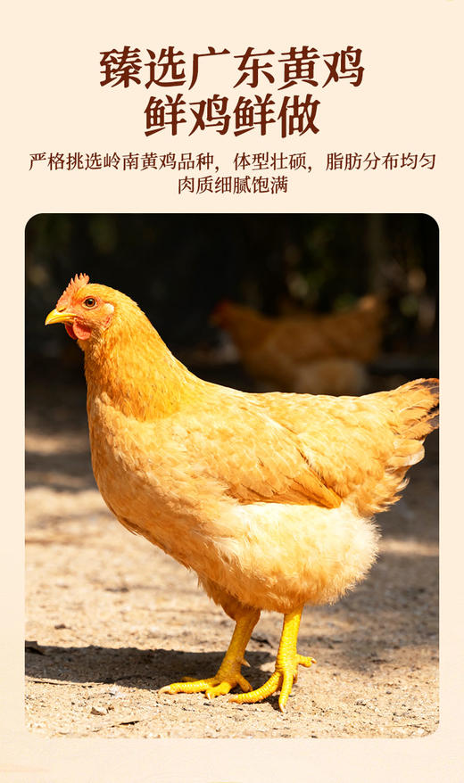 凤凰三姐妹广式盐焗鸡，广东黄鸡鲜鸡鲜做，皮滑肉嫩风味鲜香 商品图11