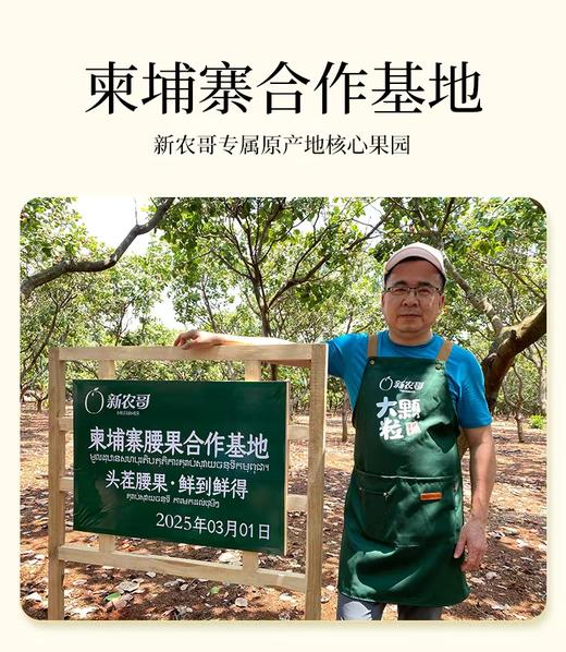 [唐老板专属][头茬新货 鲜采上市]新农哥正宗大颗粒腰果225g*4罐饱满大腰果原味盐焗解馋零食干果- 商品图2