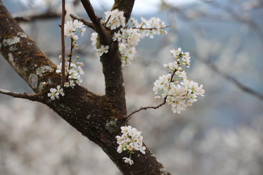 2月10日【从化】吕田李花·摄莲麻小镇风情1天<臻享> 商品图3