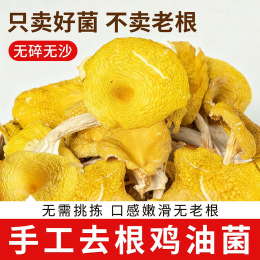 在菌屋 云南头茬鸡油菌干货70g*2袋 干净无沙 菌味十足 煲汤搭档 商品图8