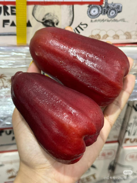 高山冰糖莲雾(毛重4斤左右) 商品图1