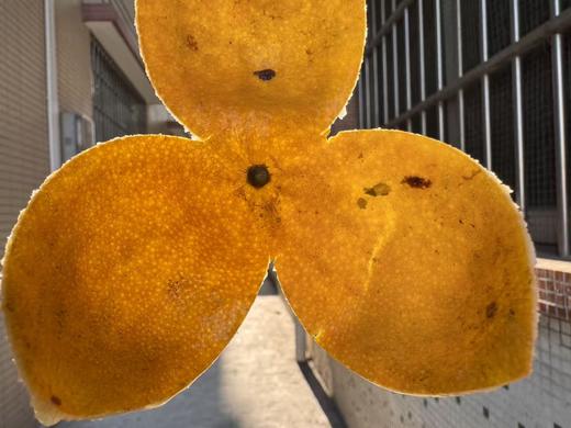 2025 梅江老树圈枝  二红柑皮 500克起 商品图5