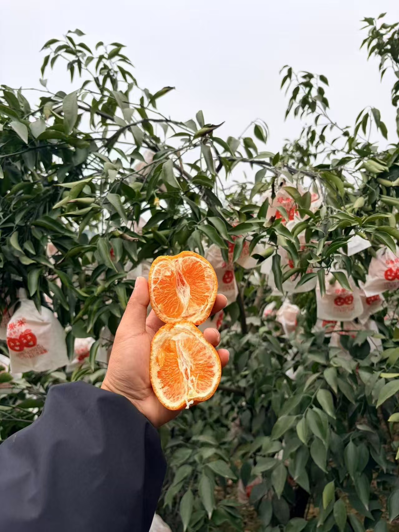 助力春见耙耙柑，现摘现发，新鲜橘子，酸甜适宜，肉嫩多汁，易剥壳