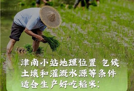 天津津门小站稻大米5斤2袋家庭装  商品图2