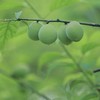 【梅王梅了特级话梅王&万事药桔野生老药桔】核心产区特选梅种，不一样的话梅！野生金桔+古法九蒸九晒，化痰，去腻好吃 商品缩略图10