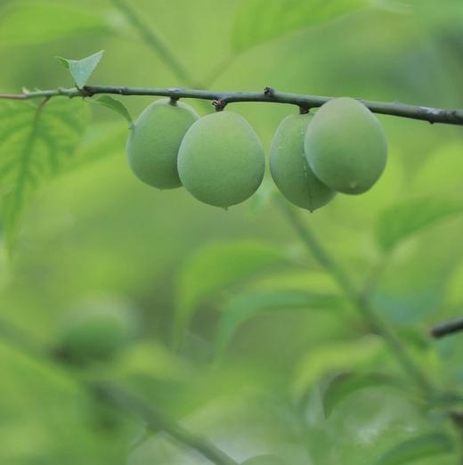 【梅王梅了特级话梅王&万事药桔野生老药桔】核心产区特选梅种，不一样的话梅！野生金桔+古法九蒸九晒，化痰，去腻好吃 商品图10