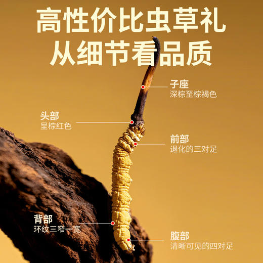 福东海 冬虫夏草礼盒 甄选高品质干虫草 补品过新年货送长辈 【特优20根】6克冬虫夏草礼盒 商品图4