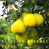 晴隆脐橙23元5斤农家自产贵州省著名商标甜而不腻酸而不涩 商品缩略图2