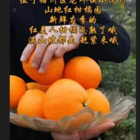 【播州红美人果冻橙10斤装】当季鲜果 满满都是维生素C  偏远地区不发货 商品图3