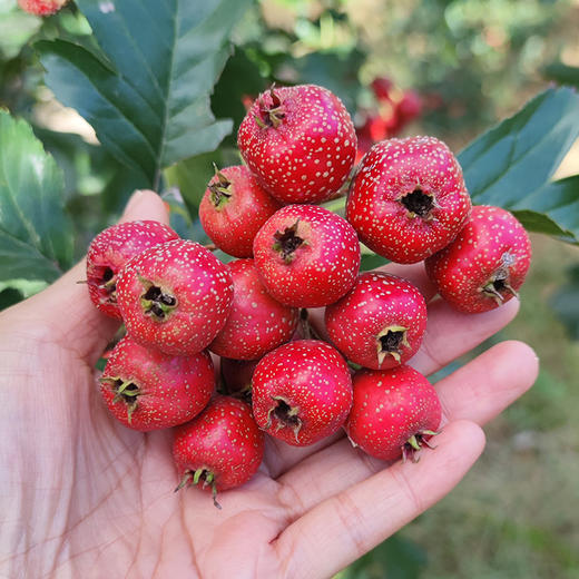 【送礼必备】时令水果礼盒 应季新鲜自然熟小蜜梨红山楂精品水果礼盒   节日礼盒 可支持企业定制 商品图3