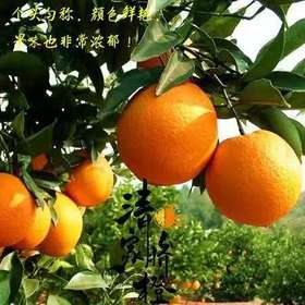 晴隆脐橙23元5斤农家自产贵州省著名商标甜而不腻酸而不涩
