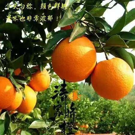 晴隆脐橙23元5斤农家自产贵州省著名商标甜而不腻酸而不涩 商品图0